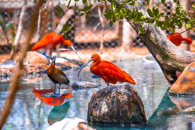 Birdwatching National Aviary Cartagena De Indias - Immersive Aviary Tour