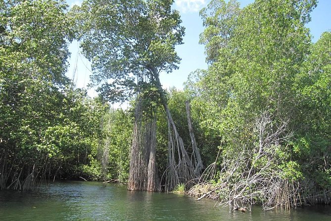 Black River Safari and YS Falls Tour From Montego Bay - Exploring the Black River