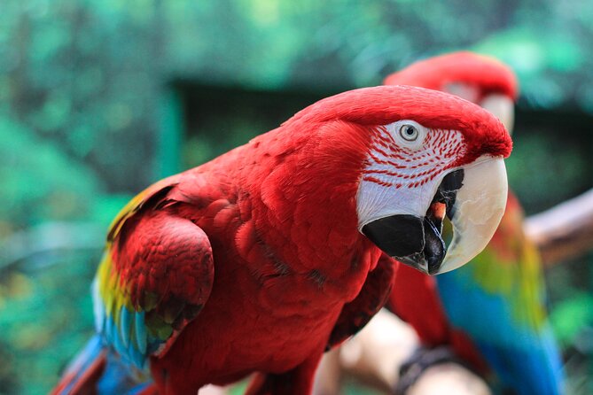 Bloedel Conservatory Admission Ticket - Mixed Visitor Feedback
