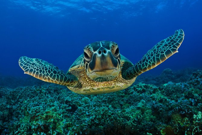 Boat Trip to Dalyan- Caunos, Turtle Beach Includes Mud Bath From Marmaris - Exploring Aquarium Bay