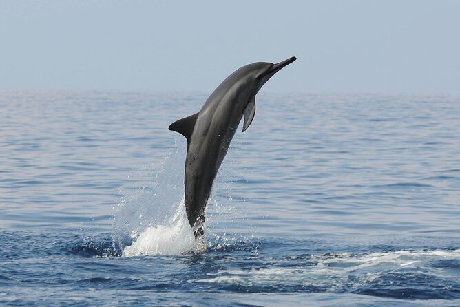 Boat Trip to See Marine Life in Puerto Escondido - Booking and Availability