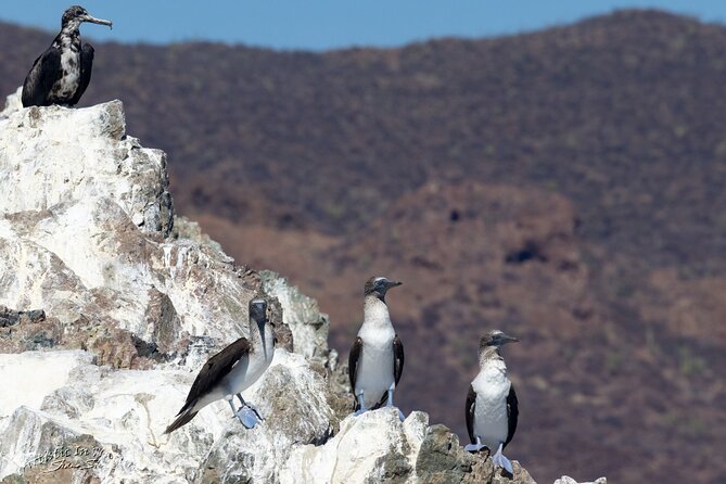 Boating Along the Coastline of San Carlos With a Marine Biologist - Educational and Fun Experience