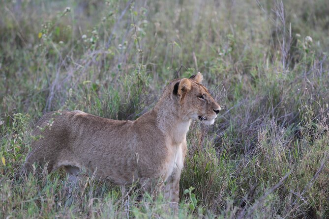 Budget Safari With a Lodge for 3 Days - Tips for a Budget Safari