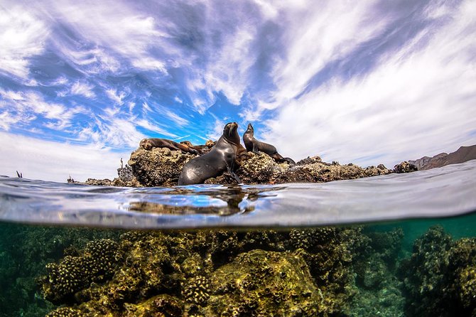 Cabo Pulmo National Park Snorkel Expedition From Cabo San Lucas - Recommendations and Considerations