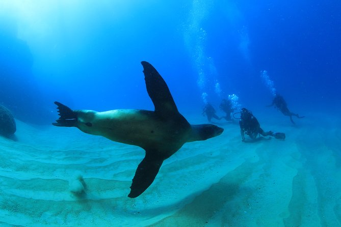 Cabo San Lucas Certified 2 Tank Dive at the Famous Arch and Lands End - Diving Location and Experience