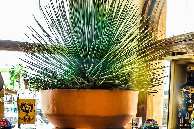 Cabo San Lucas Tequila Tasting Experience - Intimate Setting