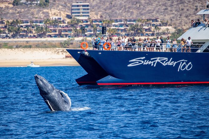 Cabo San Lucas Whale Watching Lunch Cruise - Positive Guest Feedback