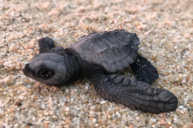 Cabo Turtle Release - Pricing and Booking