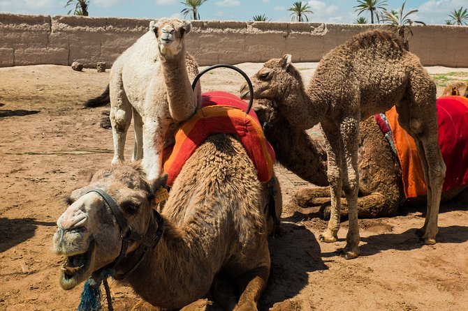 Camel Ride and Quad Biking With Fresh Mint Tea - Refreshments and Amenities