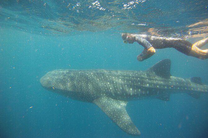 Cancun Whale Shark Encounter - Experience and Guidelines