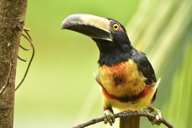 Caño Negro Wetlands by Boat|Small Groups 8 Max - Frequently Asked Questions
