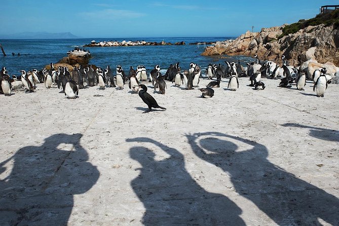Cape Agulhas Full Day Private Tour From Cape Town - Personalized Private Tour Experience