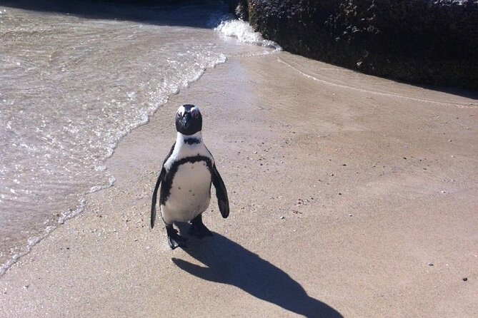 Cape of Good Hope, Boulders Beach Penguins and Wine (Travelers Choice Award) - Booking Details and Cancellation Policy