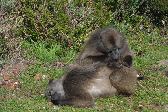 Cape of Good Hope, Cape Point & Penguins, Private Morning Tour - Pickup and Start Time