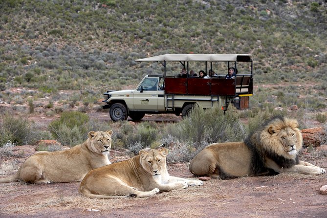 Cape Town Safari Big 5 Experience All Inclusive - Good To Know
