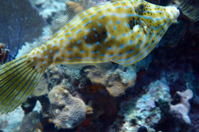 Catalina Island With Scuba Diving - Full Day Tour - Scuba Diving Experience