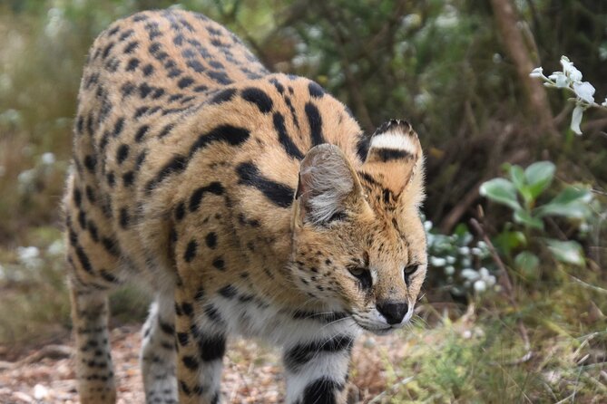 Cats in Conservation - Community Involvement in Conservation