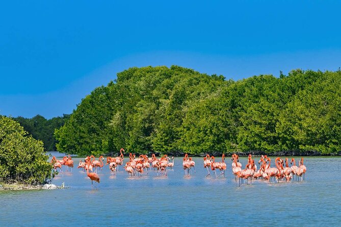 Celestun Beach and Mangrove Boat Ride From Merida - Wildlife and Nature
