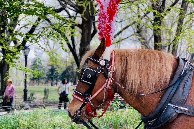 Central Park Horse and Carriage Rides - Customer Reviews and Ratings