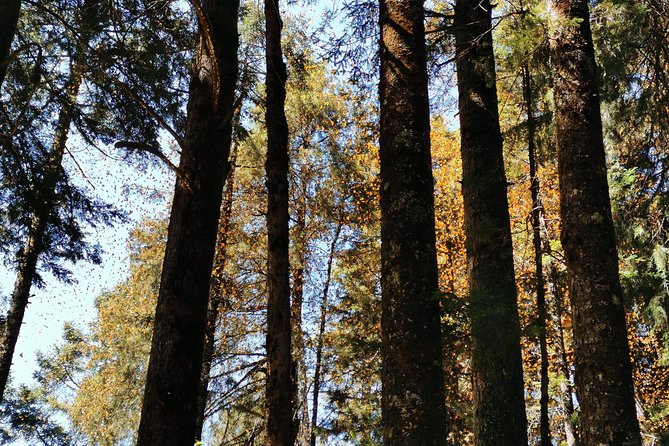 Cerro Pelon Monarch Butterfly Sanctuary. - Recommended Activities