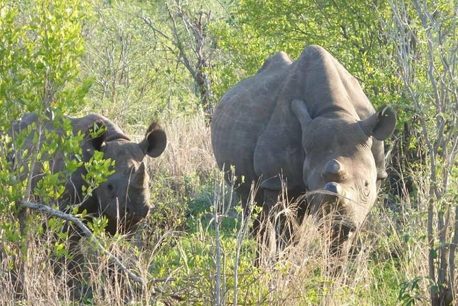 Chobe Day Trip From Victoria Falls - Customer Reviews