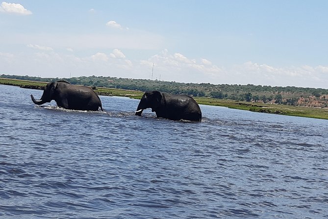Chobe Half Day Trip - Accessibility and Additional Information