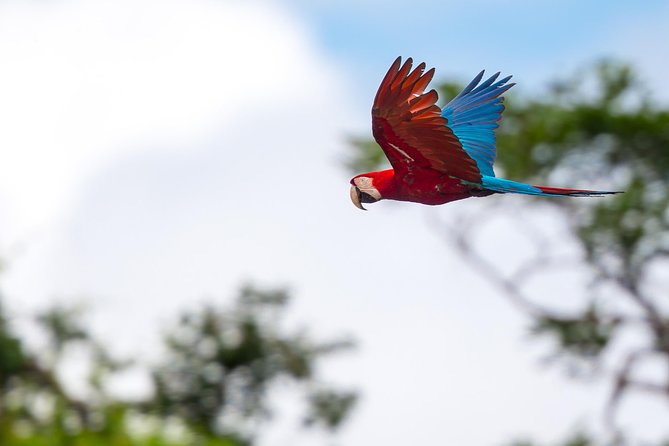 Chuncho Macaw Clay Lick Full Day - Booking Process