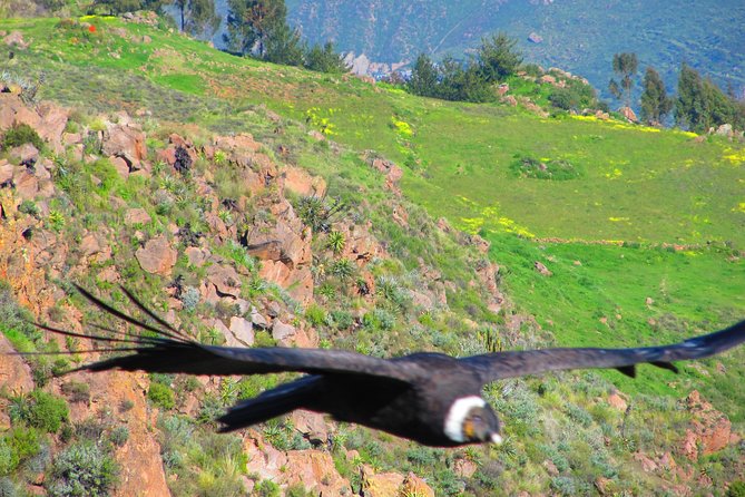 Colca Canyon Tour 2d Short Hiking + Overnight in Small Village Ending in Puno - Hiking Experience