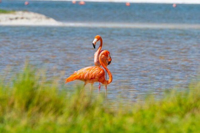 Coloradas Pink Lagoon Adventure From Playa Del Carmen and Riviera Maya - Group Size and Accessibility