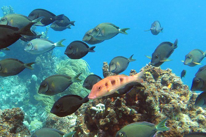 Coral Reef and Turtle Discovery Tour - Picnic Lunch and Photos