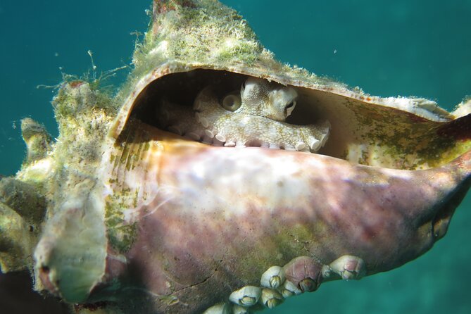 Coral Reef and Turtle Kayak Excursion - Photography Opportunities