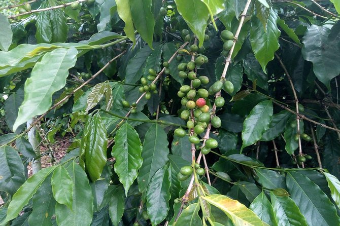 Craighton Blue Mountain Coffee Tasting & Farm Tour From Port Royal Cruise Port - Reviews