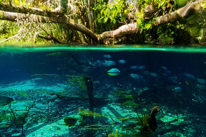 Crystal Clear Adventure: Floating Through the Sucuri River - Taking in Natures Beauty