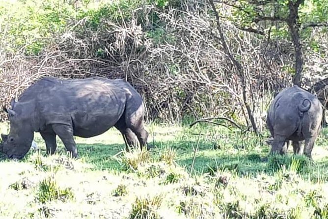 Day Tour Of Ziwa Rhino Sanctuary and Wildlife Ranch - ZIWA RHINO TREKKING - Lunch and Additional Activities