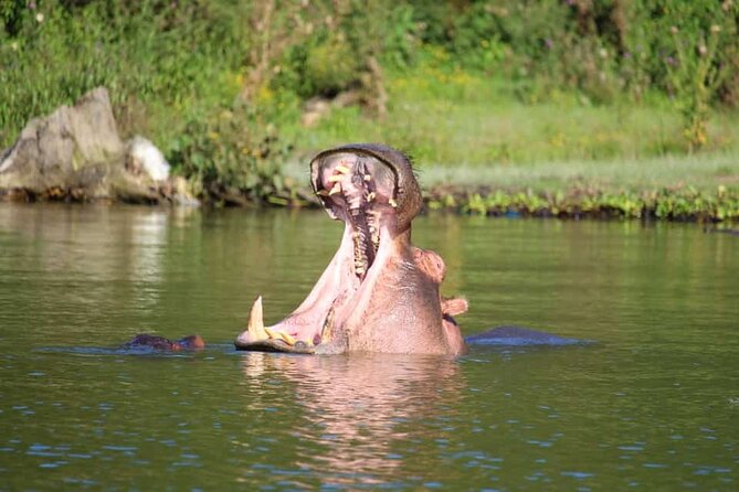 Day Tour To Hells Gate National Park and Optional Boat Ride on Lake Naivasha. - Traveler Reviews