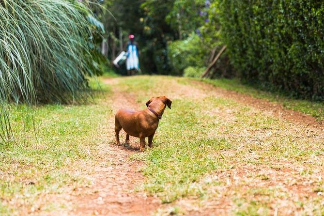 Day Tour To Kiambethu Tea Farm in Limuru - Personalized Attention From the Hosts