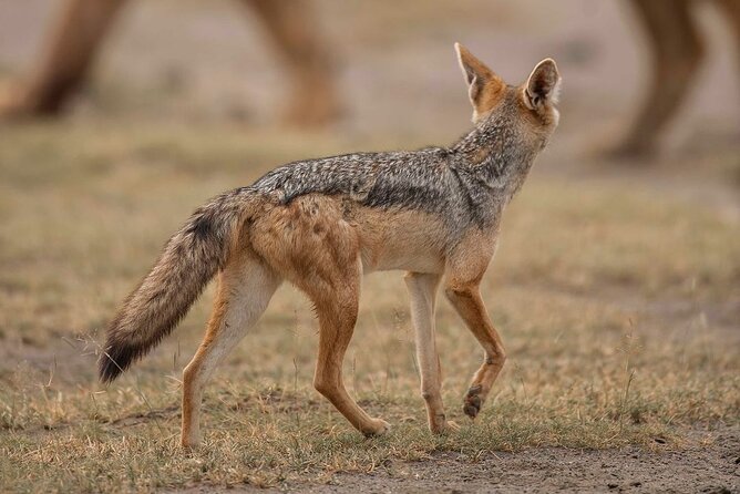 Day Trip Safari to Mikumi National Park - Afternoon Game Drive