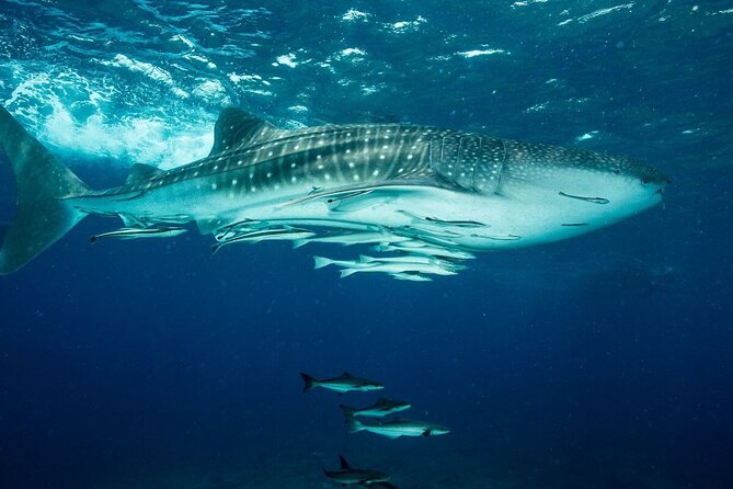 Daymaniyat Island Natural Reserve and Dolphin Watching - Reviews and Traveler Feedback