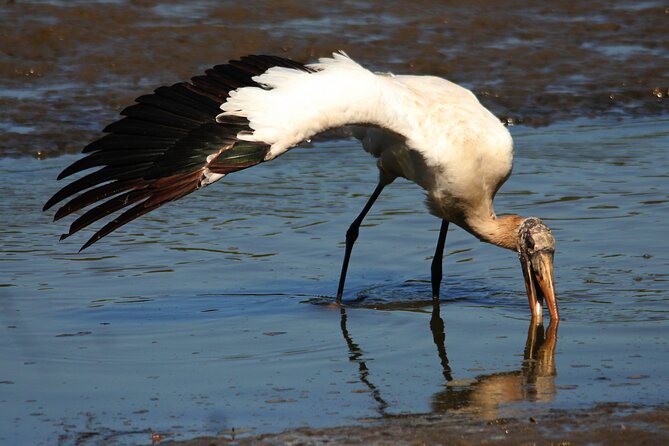 Desembocada and Ameca River Bird Paradise (Wetland and Tropical Birds in Pv) - Exploring Desembocada and Ameca River