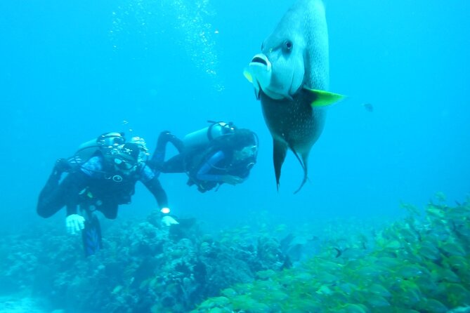 Discover Scuba - Barrier Reef Exploration