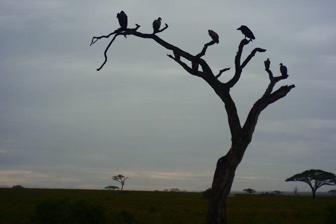 Discover the Group Joining for 5-Day Tanzania Safari in 2025 - Inclusions and Exclusions