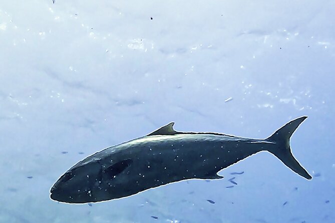 Diving Baptism in the Montgrí Natural Park - What to Expect During the Dive