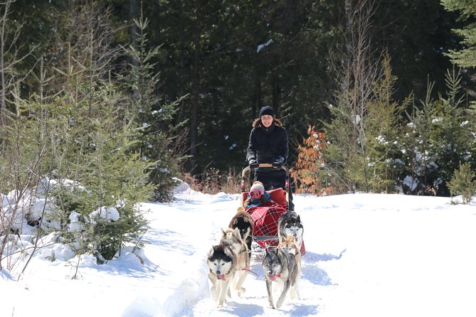 Dogsled Adventure in Mont-Tremblant - Traveler Reviews and Feedback