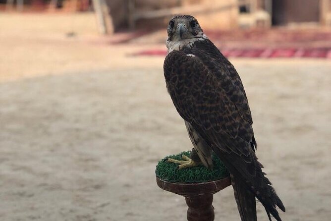 Doha Layover Desert Safari, Camel Ride, Sand Boarding, Inland Sea - Sand Boarding Thrills
