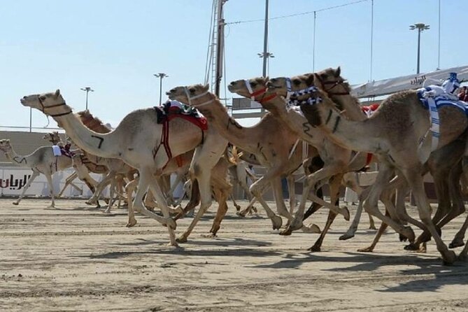 Doha Qatar Camel Race Track Visit| West Coast Natural Attractions - Planning Your Visit