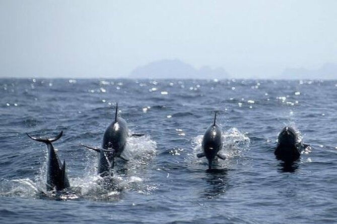 Dolphin Watching and Snorkeling Activity in Muscat - Positive Reviews and Feedback