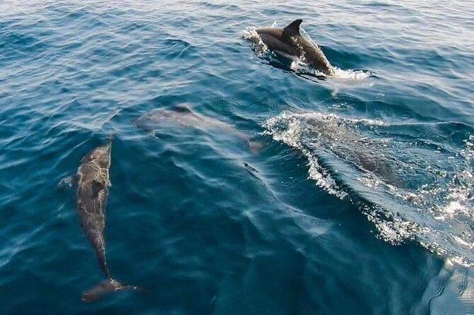 Dolphin Watching in Muscat - Booking and Cancellation Policy