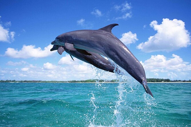 Dolphins House Sea Hero of Egypt Snorkeling &Water Activities - Snorkeling the Vibrant Reefs