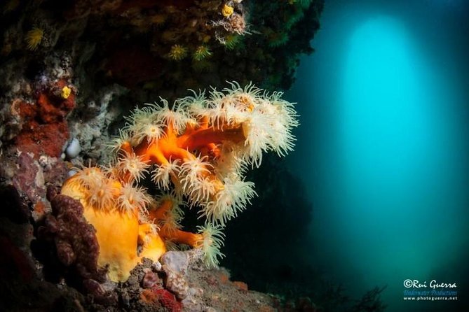 Double Dive in the Algarve. Dont Stop on the Beach! - Scheduling and Availability