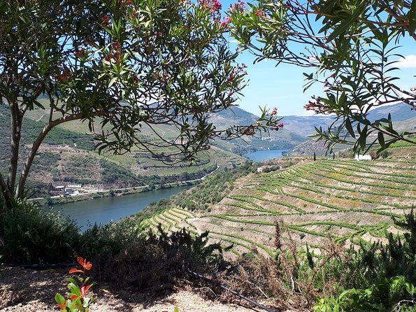 Douro Valley Tour (wine & Food) - Flexible Cancellation Policy Offered